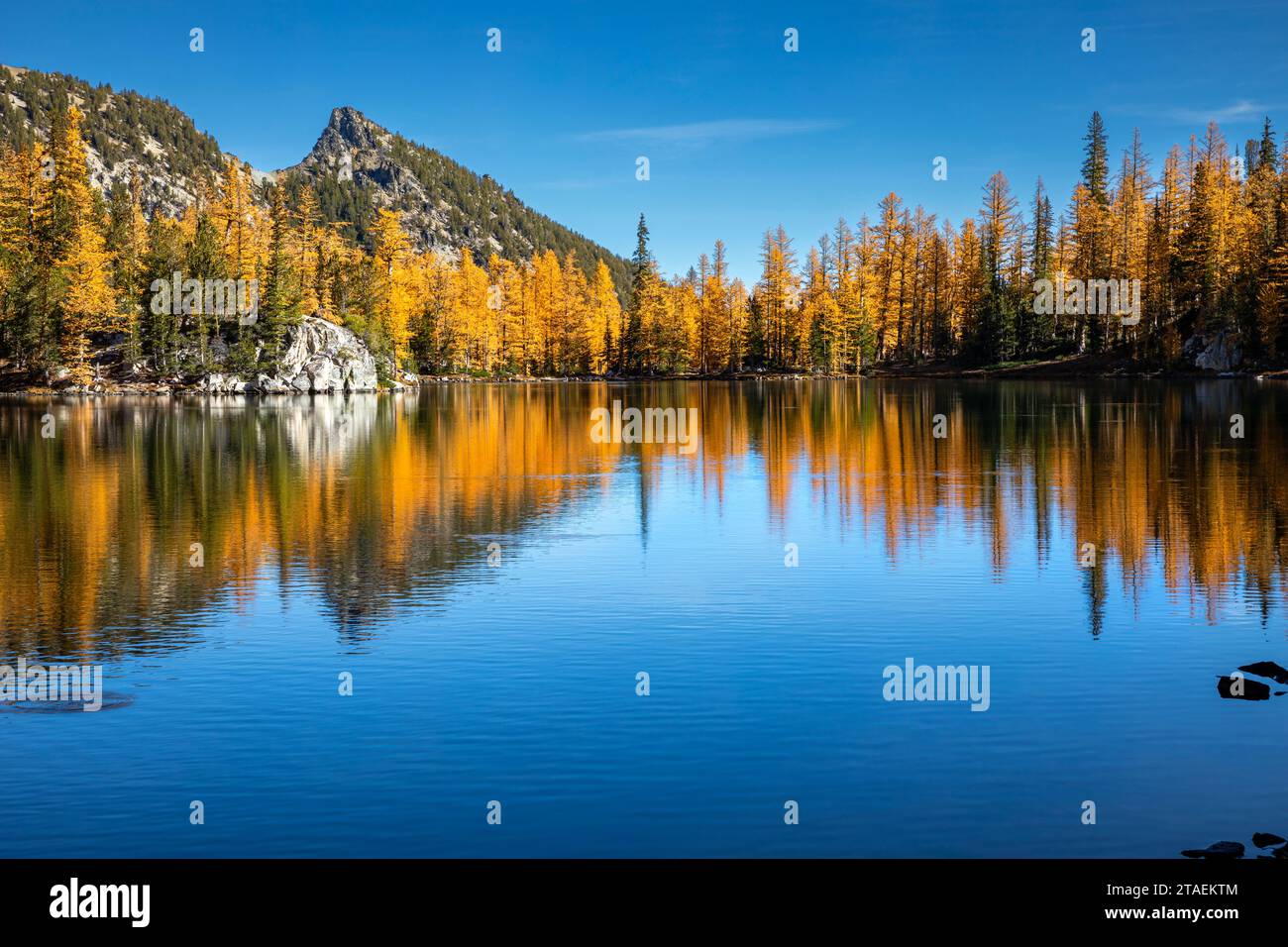 WA23853-00...WASHINGTON - Herbstfarbene Lärchenbäume spiegeln sich im Cooney Lake im Okanogan National Forest wider. Stockfoto