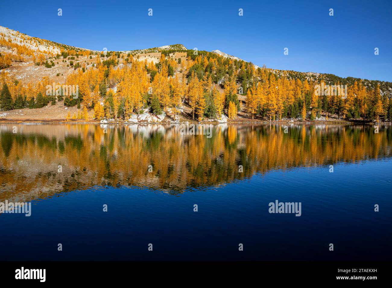 WA23854-00...WASHINGTON - Herbstfarbene Lärchenbäume spiegeln sich im Cooney Lake im Okanogan National Forest wider. Stockfoto