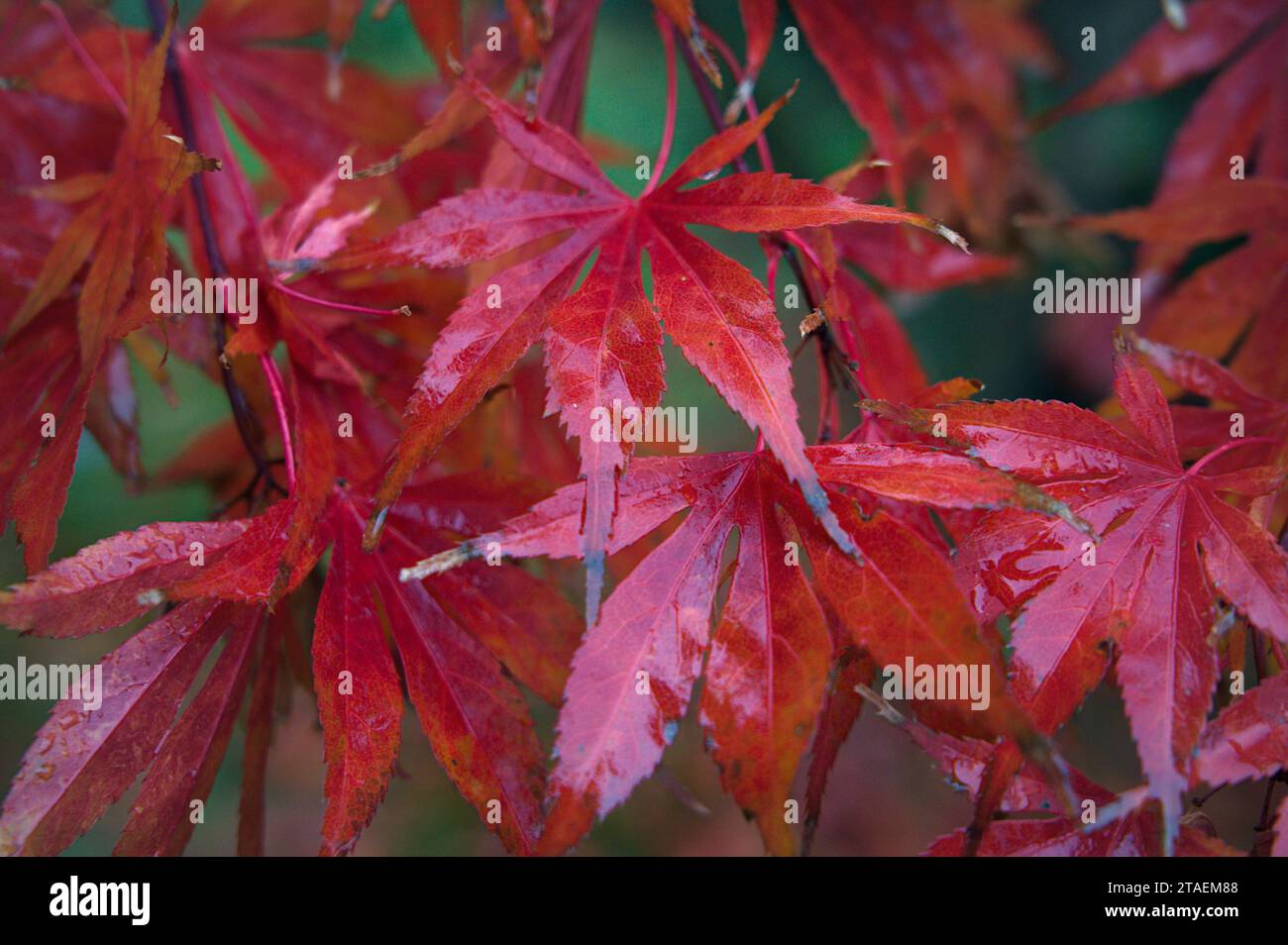 Wunderschöne bunte japanische Ahornblätter, die im Herbstregen gebadet werden Stockfoto