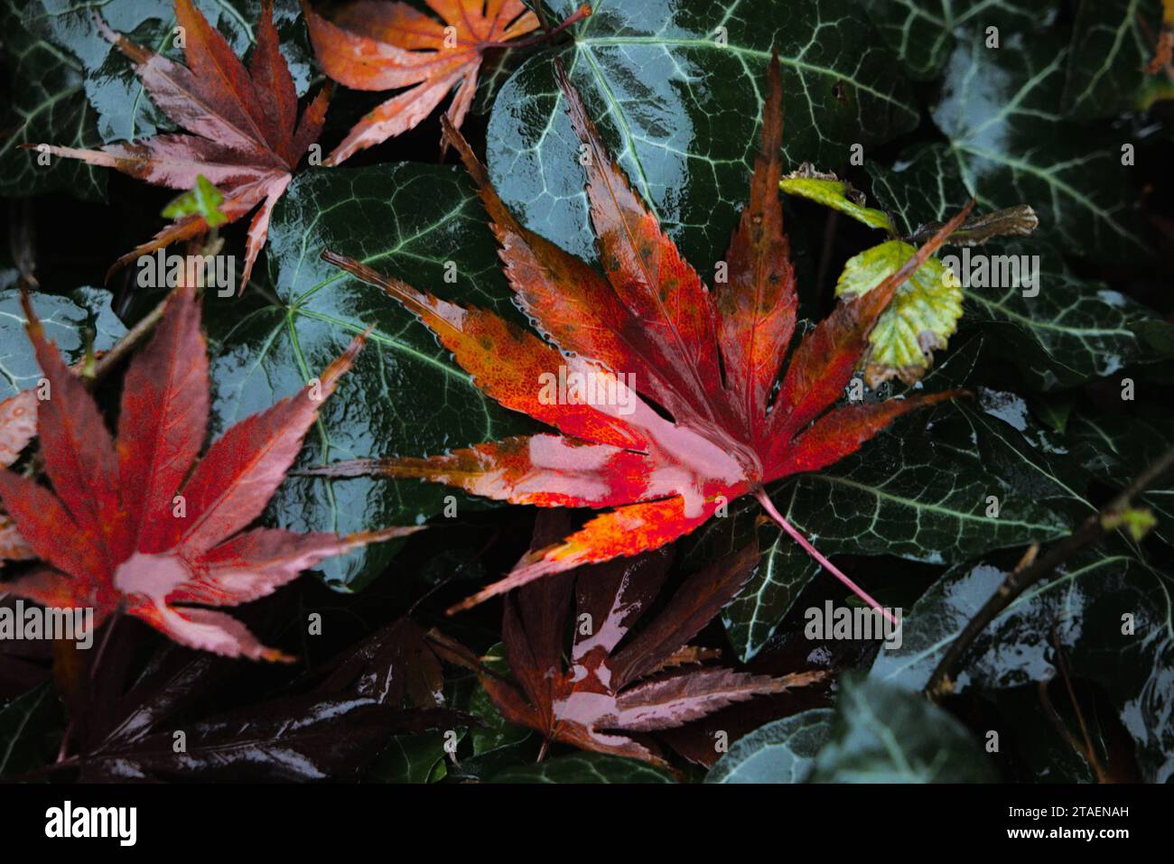 Wunderschöne bunte japanische Ahornblätter, die im Herbstregen gebadet werden Stockfoto