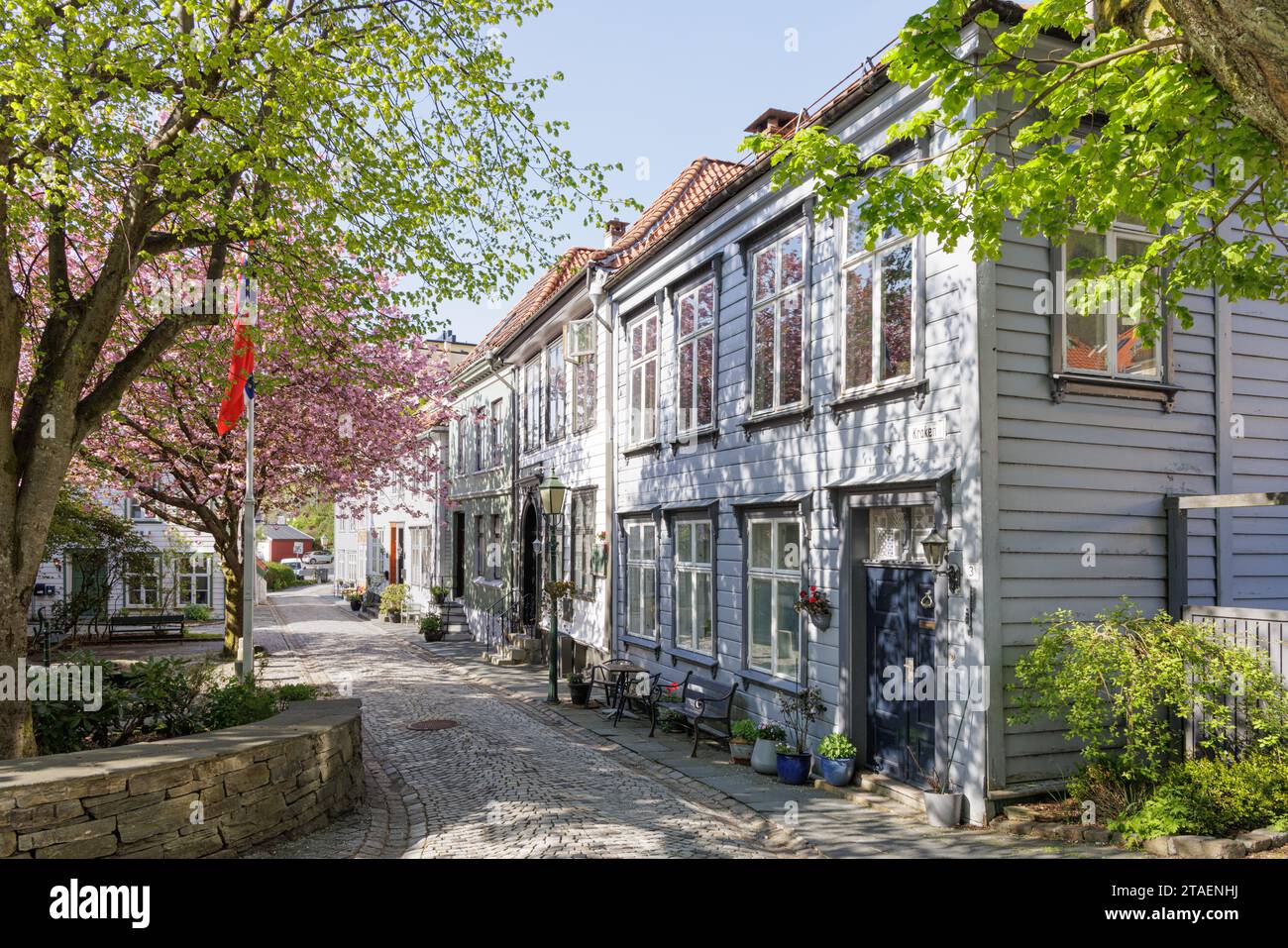 Bergen, Norwegen - Mai 2023: Kroken, eine malerische, enge, gepflasterte Straße mit historischen Holzhäusern an einer Seite und einem blühenden Kirschbaum. Stockfoto