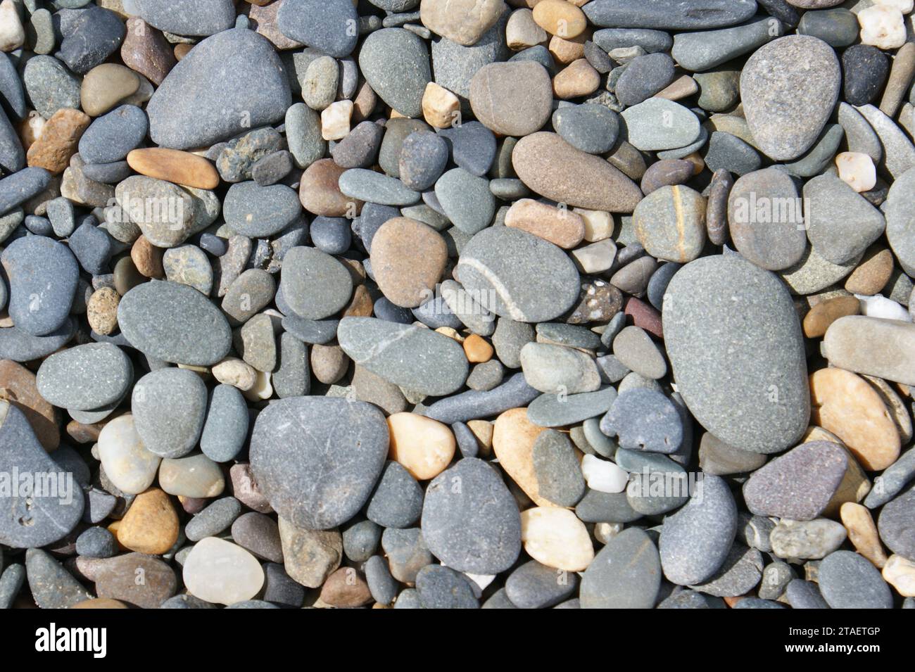 Hintergrund aus farbigen Kieselsteinen. Fragment eines steinigen sonnigen Strandes. Stockfoto