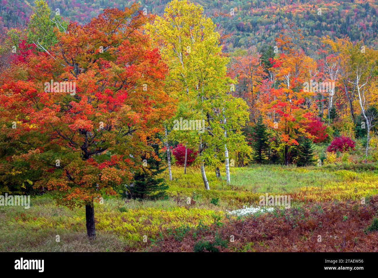 Die Farben der Natur verschmelzen und tanzen im Jahreswechsel auf einer Bergwiese in Neuengland. Stockfoto