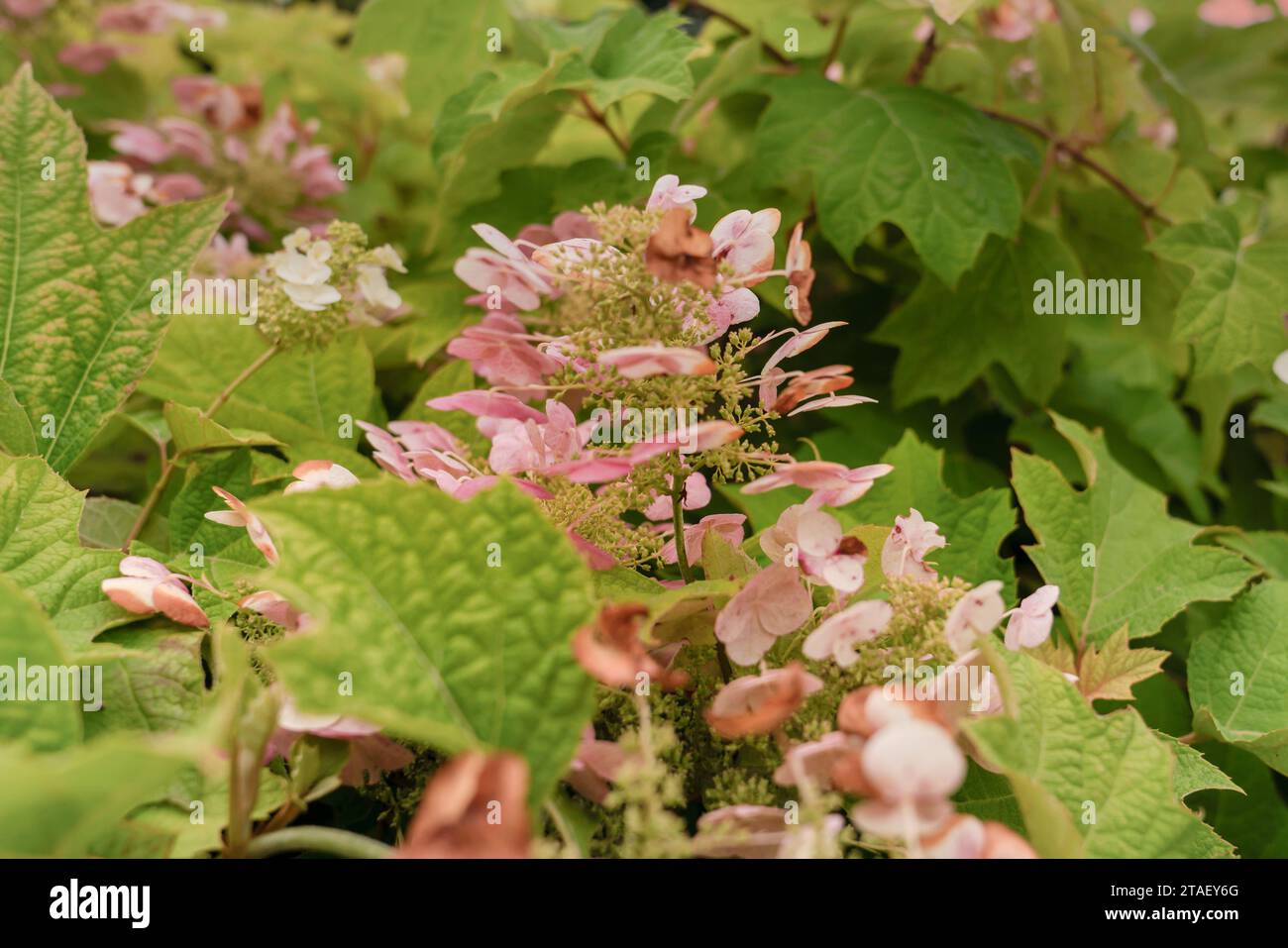 Nahaufnahme der getrockneten Eichenblatthortensie. Stockfoto