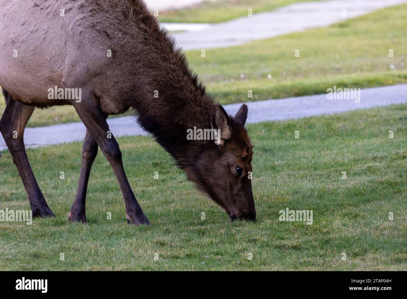 Weibliche Elche fressen Gras in Mammoth Springs im Yellowstone-Nationalpark Stockfoto