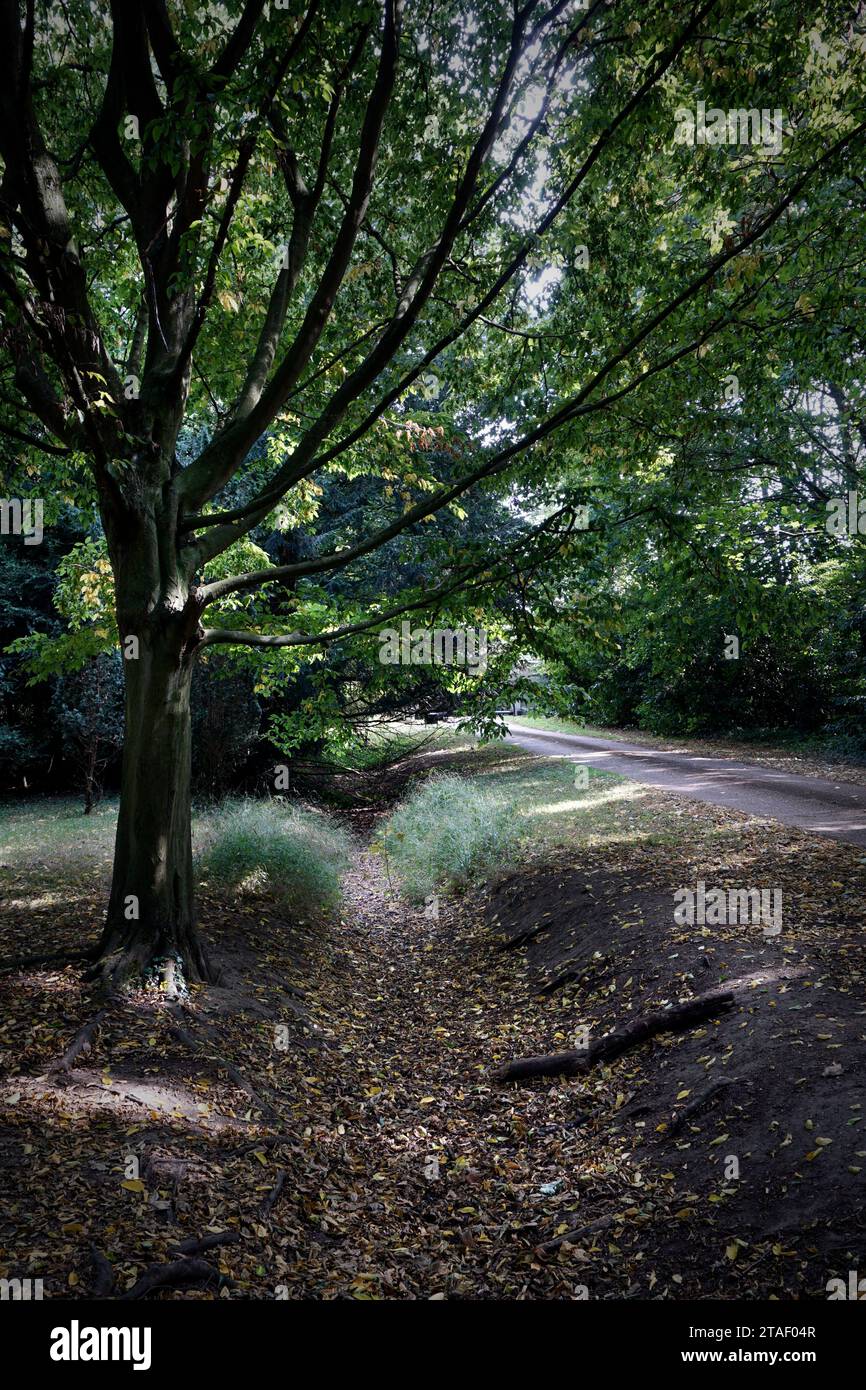 Leerer Pfad durch Waldbaum begrenzt leerer Pfad durch Waldbaum begrenzt Landschaft Cambridgshire england Stockfoto