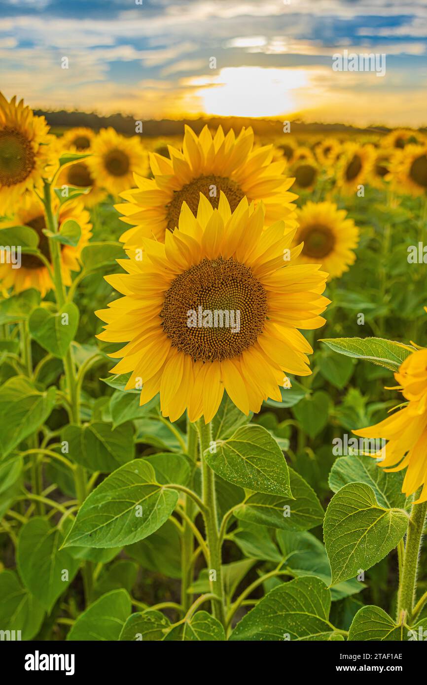 Feld mit Feldfrüchten im Sommer. Sonnenblumen in Blüte am Abend. Sonnenschein über den Blüten vieler Sonnenblumen. Gelbe Blütenblätter mit grünem Bleistift Stockfoto