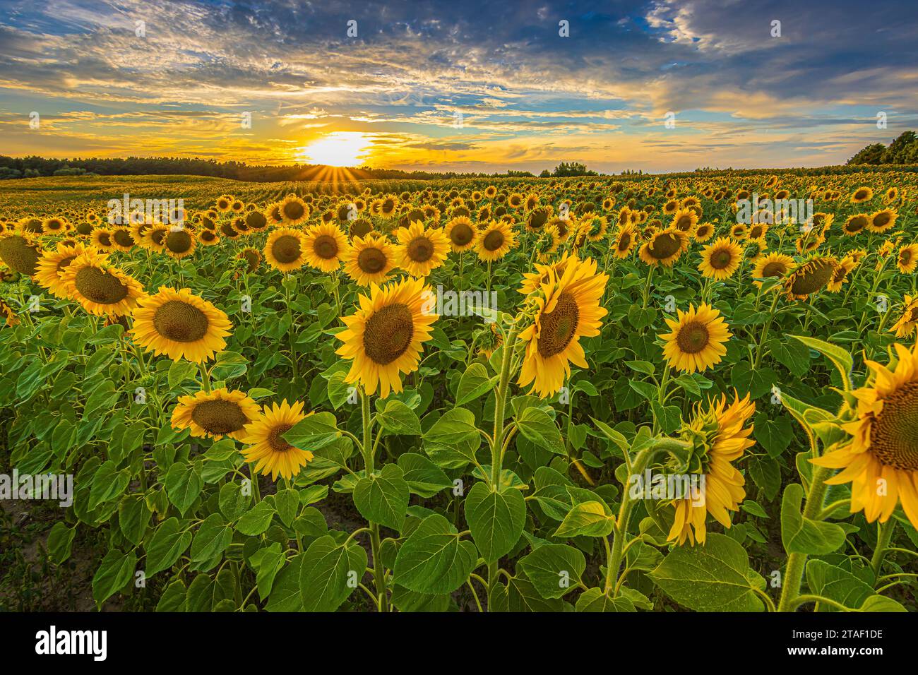 Landschaft mit Sonnenblumen am Sommerabend. Feld mit Reihen von Feldfrüchten zur Blütezeit bei Sonnenschein. Blumen mit Blüten vieler Sonnenblumen. Gelb Stockfoto