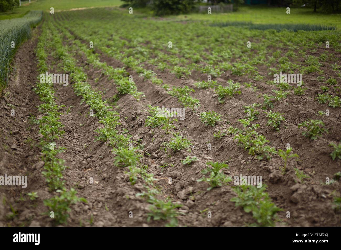 Lange Reihen neuer Kartoffeln Stockfoto