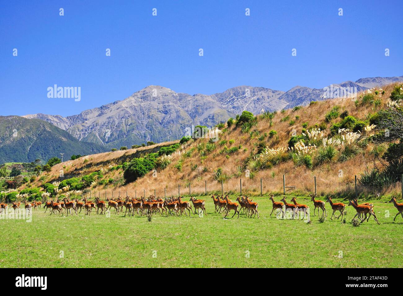Hirsche, die Landwirtschaft am Kaikoura Küste, Kaikoura, Region Canterbury, Südinsel, Neuseeland Stockfoto