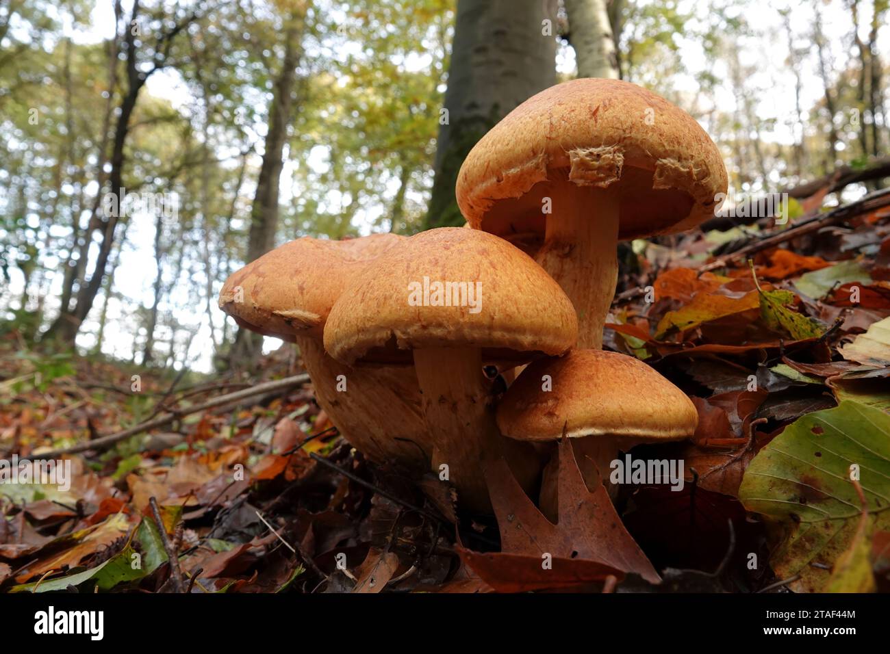 Natürliche Herbstnähe auf einem farbenfrohen, orangebraunen, spektakulären Rostgill-Pilz, Gymnopilus junonius auf dem Waldboden Stockfoto