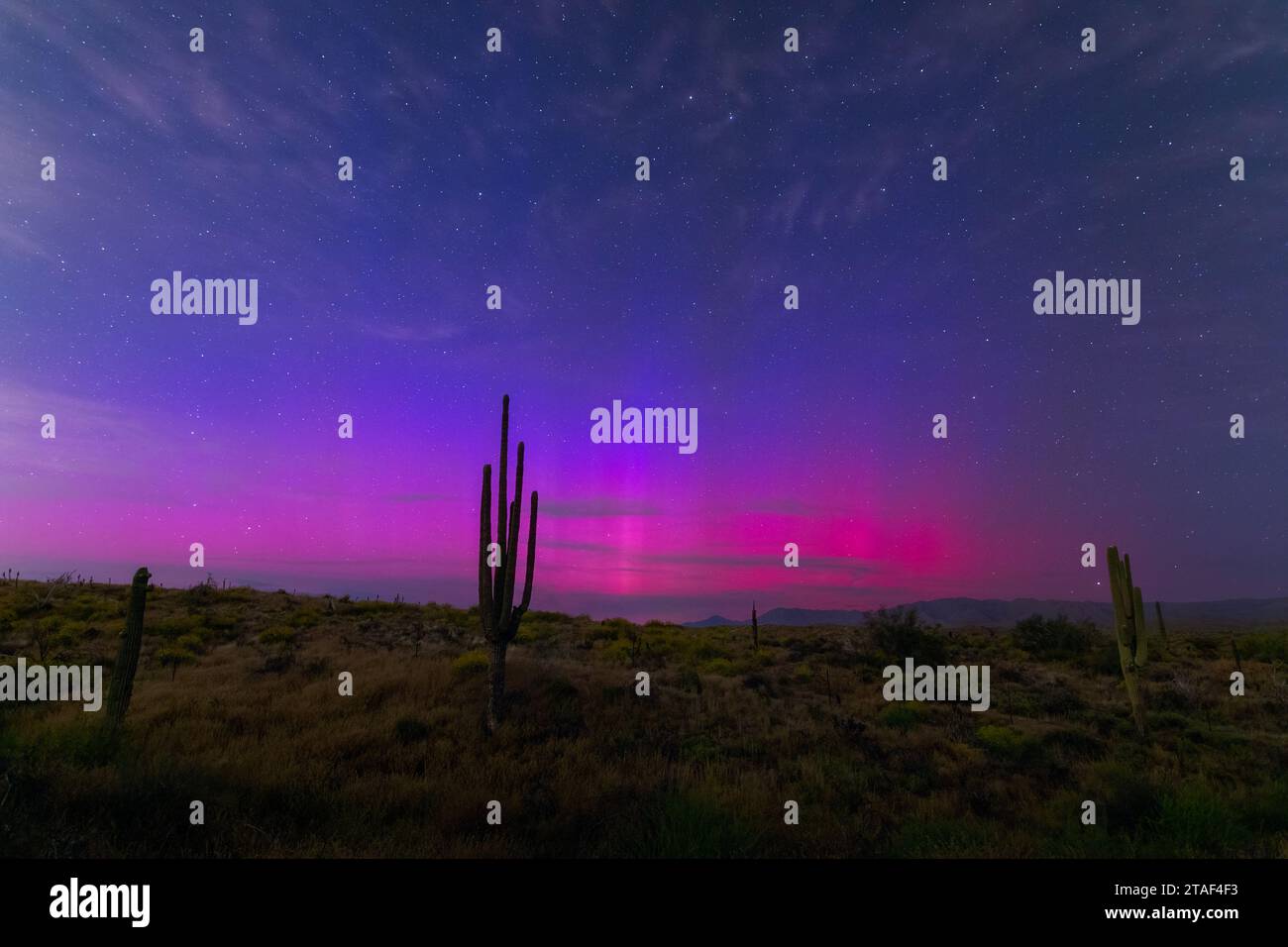 Seltene Aurora Borealis oder Nordlichter am Nachthimmel über der Sonora-Wüste bei Phoenix, Arizona Stockfoto
