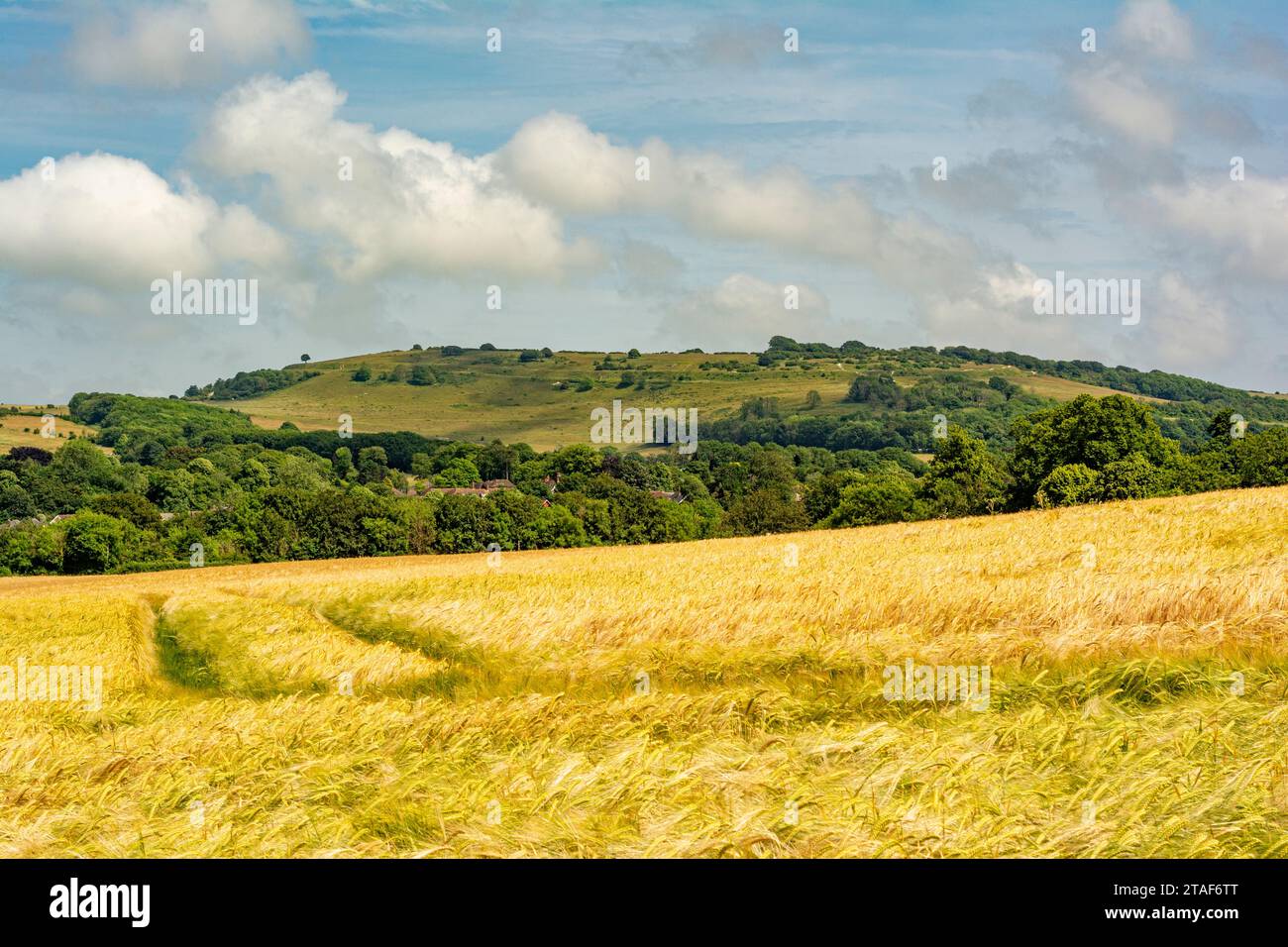 Im Sommer bietet sich ein Blick über Findon Village und das eisenzeitliche Hügelfort von Cissbury Ring im South Downs National Park, West Sussex, Großbritannien. Stockfoto