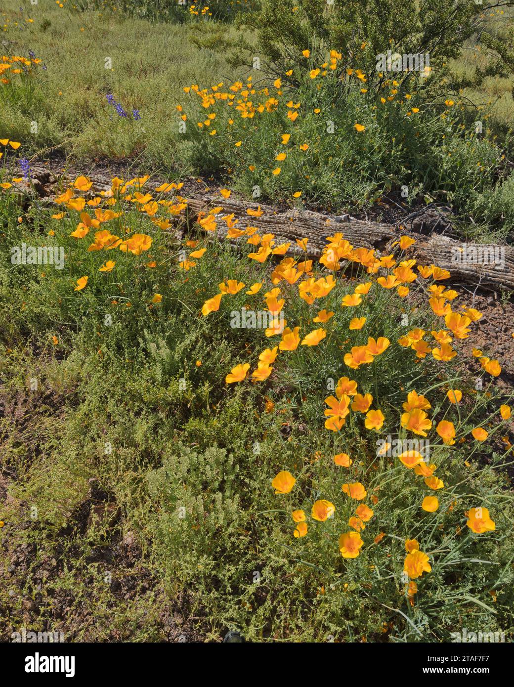 Mohnblumen und Log-V Stockfoto