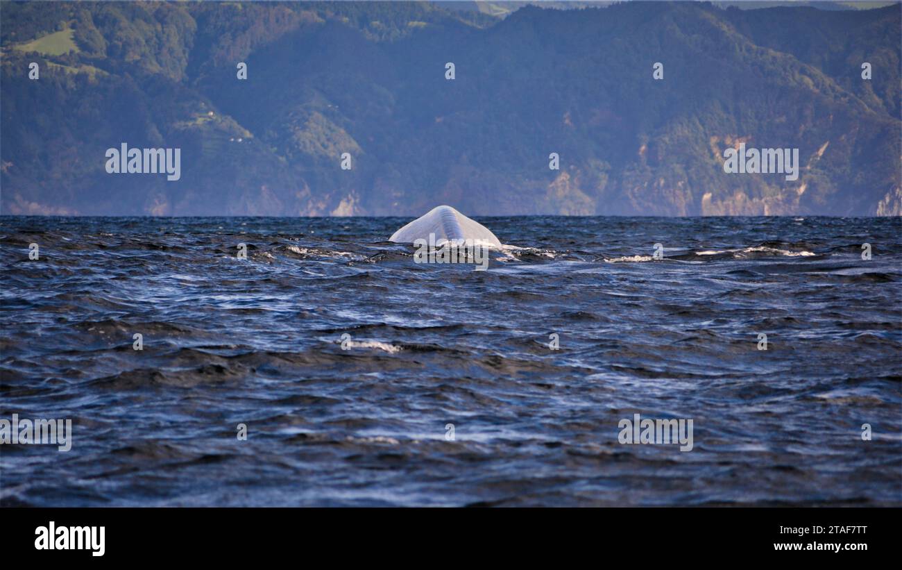 Blauwal an der Küste von San Miguel Azoren, das größte Tier der Welt Stockfoto