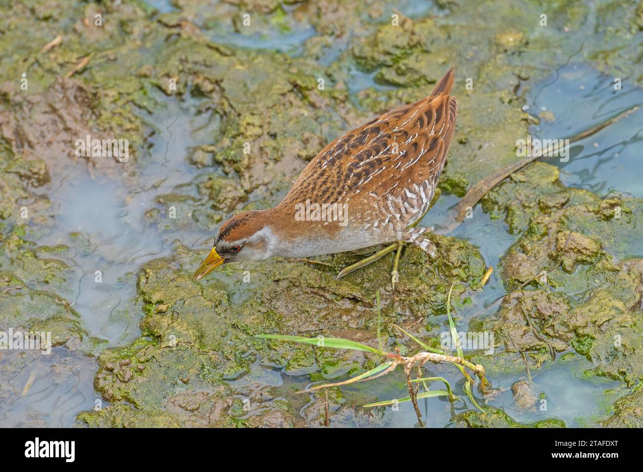 Eine Sora auf der Suche nach einem Feuchtgebiet nach Essen im Port Aransas Birding Center in Texas Stockfoto