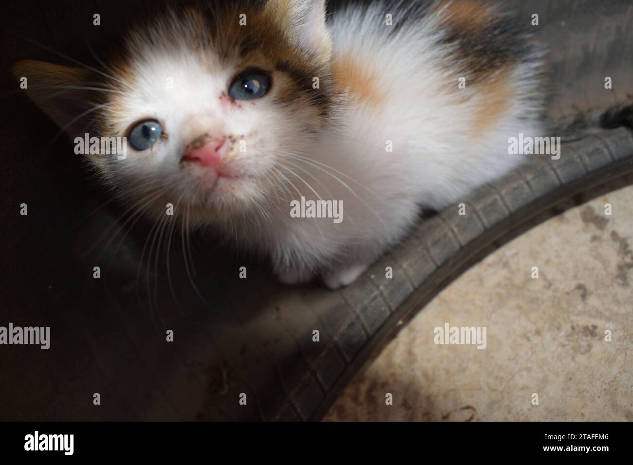 Ein kleines, verlassenes, streunendes, obdachloses Straßenkätzchen, das vorsichtig in die Kamera schaut. Stockfoto