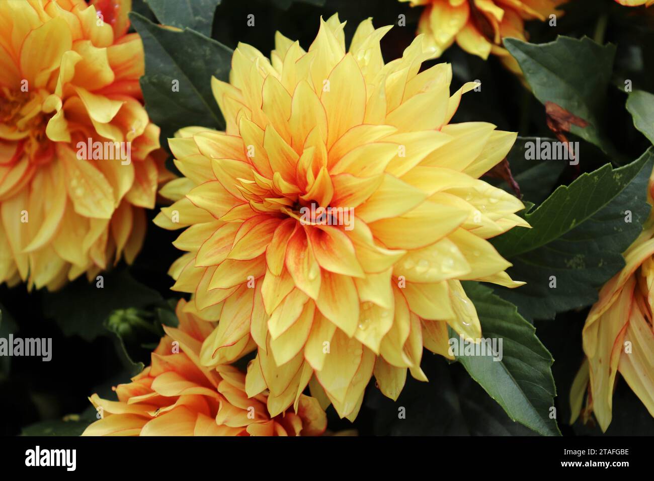 Gelbe und orangefarbene Dahlia Stockfoto