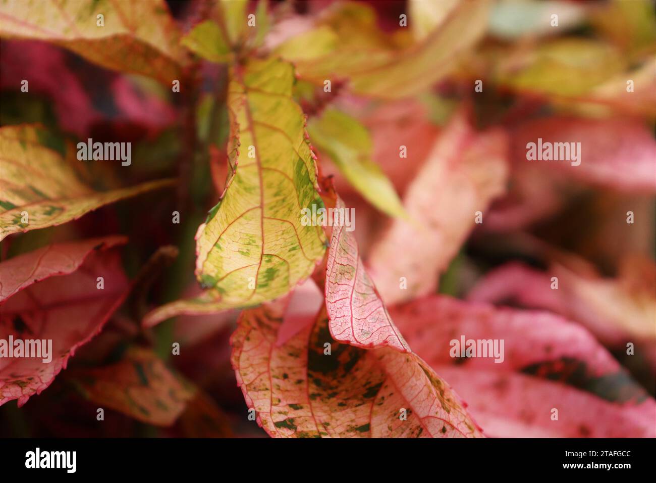 Herbstlicher Blattwechsel Aus Nächster Nähe Stockfoto