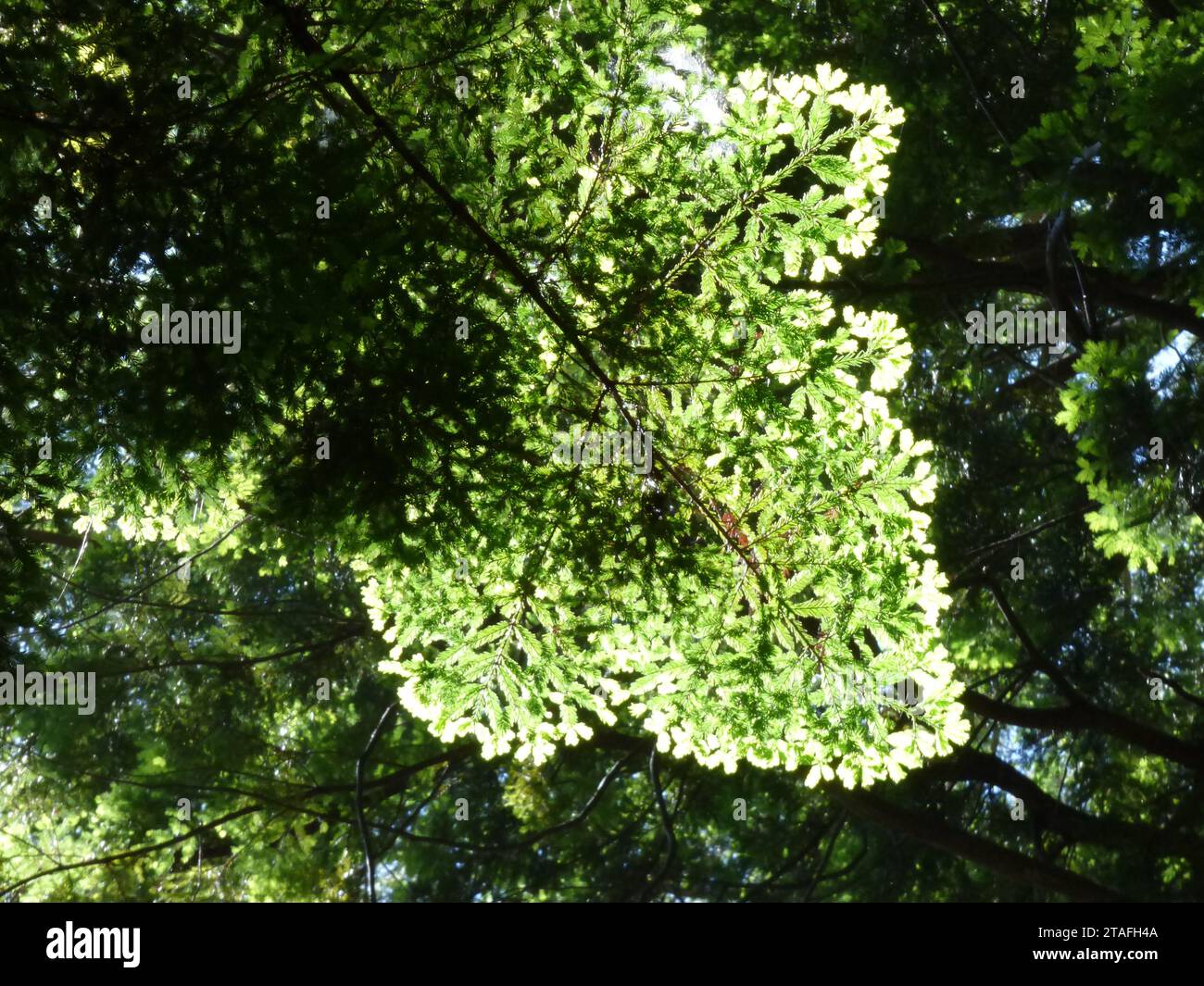 Redwood Grove Ambiente Stockfoto