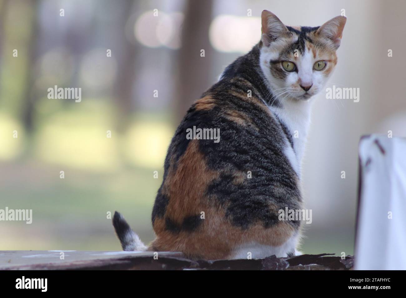 Bunte Katze mit Bangkok Hintergrund Stockfoto