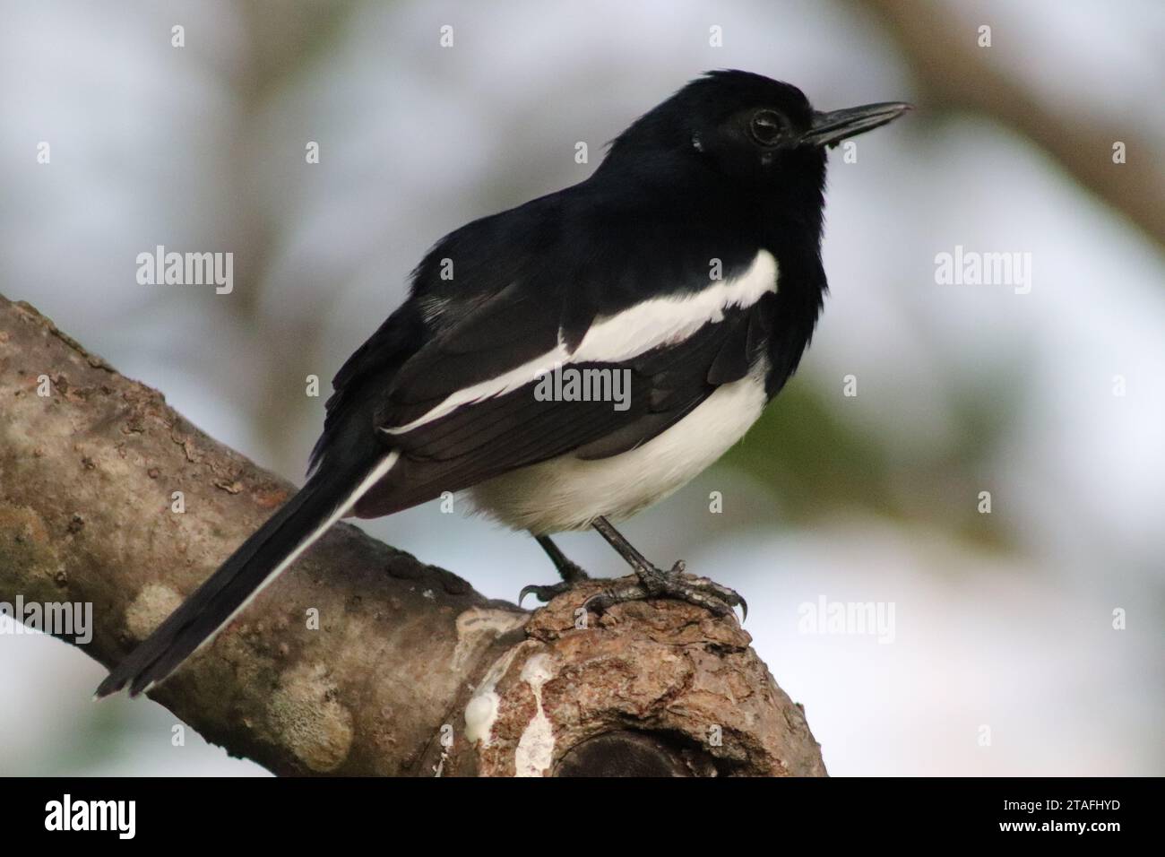 Orientalischer Elpie Robin im Detail Stockfoto