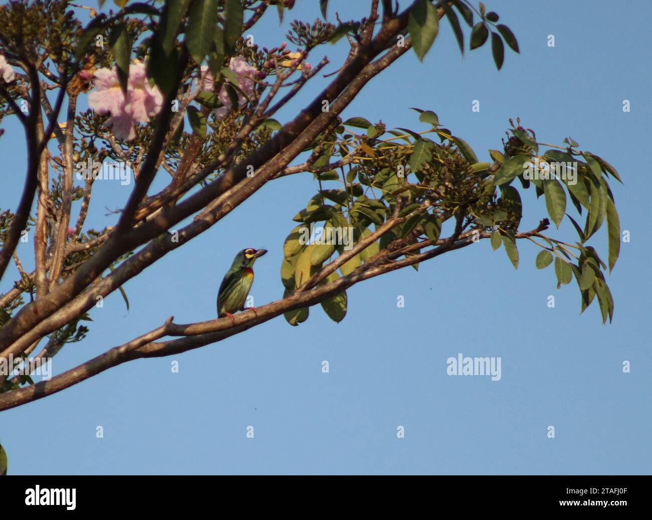 Kupferschmied Barbet auf einem blühenden Zweig Stockfoto