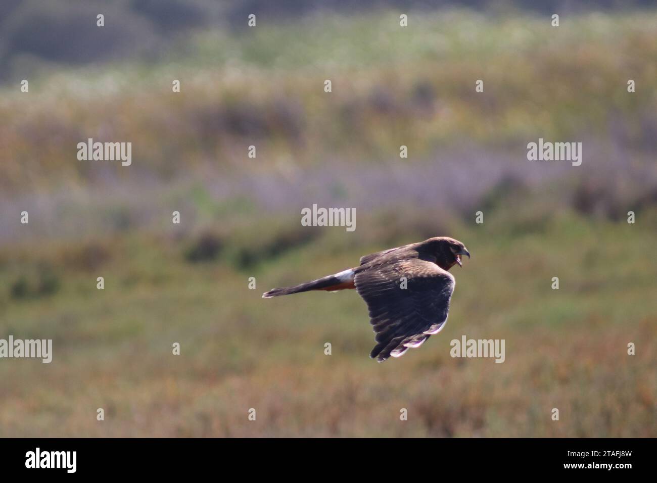 Hoch fliegender Falke mit Pinselhintergrund Stockfoto