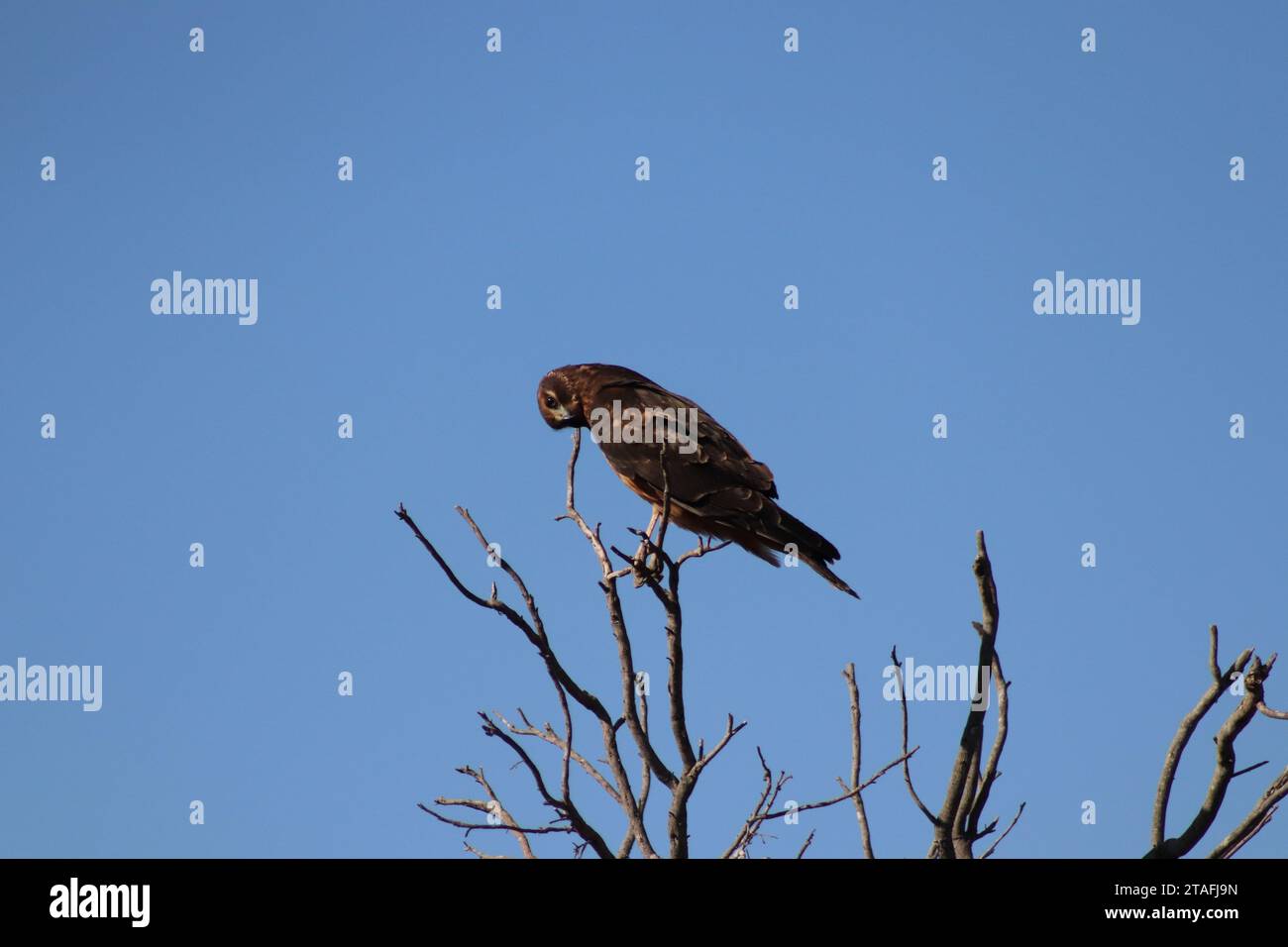 Hawk in prekärer Haltung Stockfoto