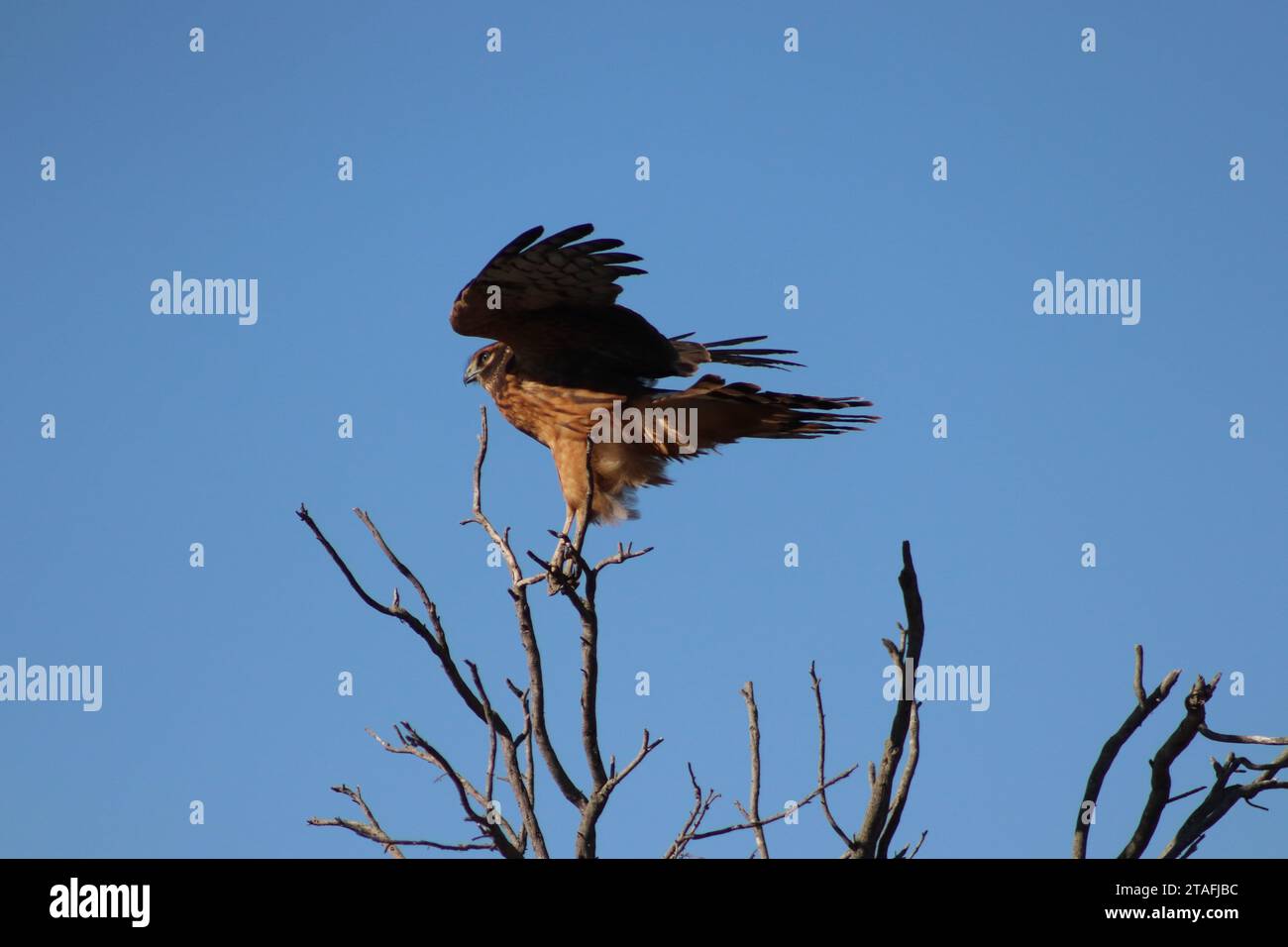 Rotschultrige Hawk Momente Stockfoto