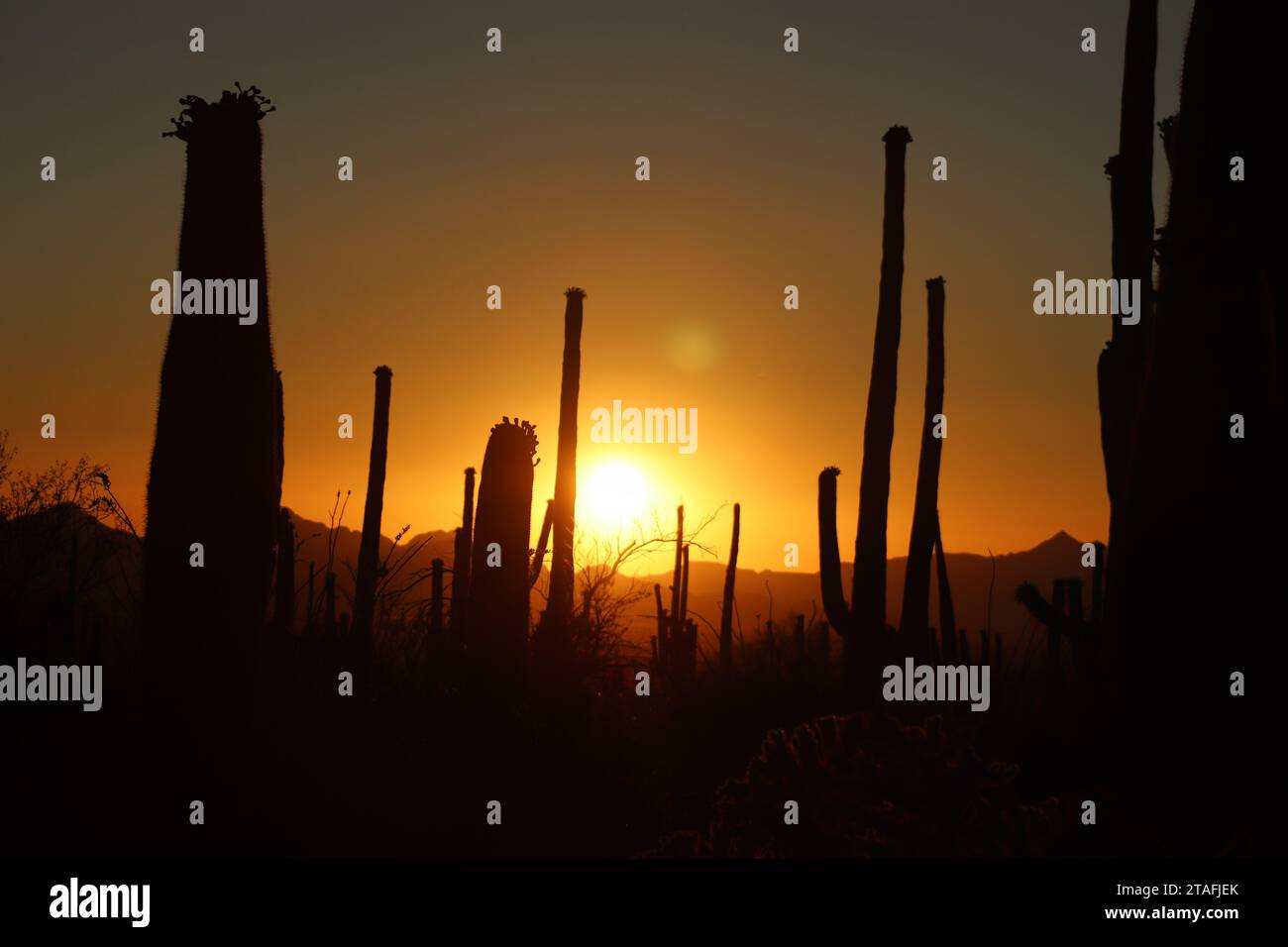 Sonnenuntergangsschatten im Saguaro-Nationalpark Stockfoto