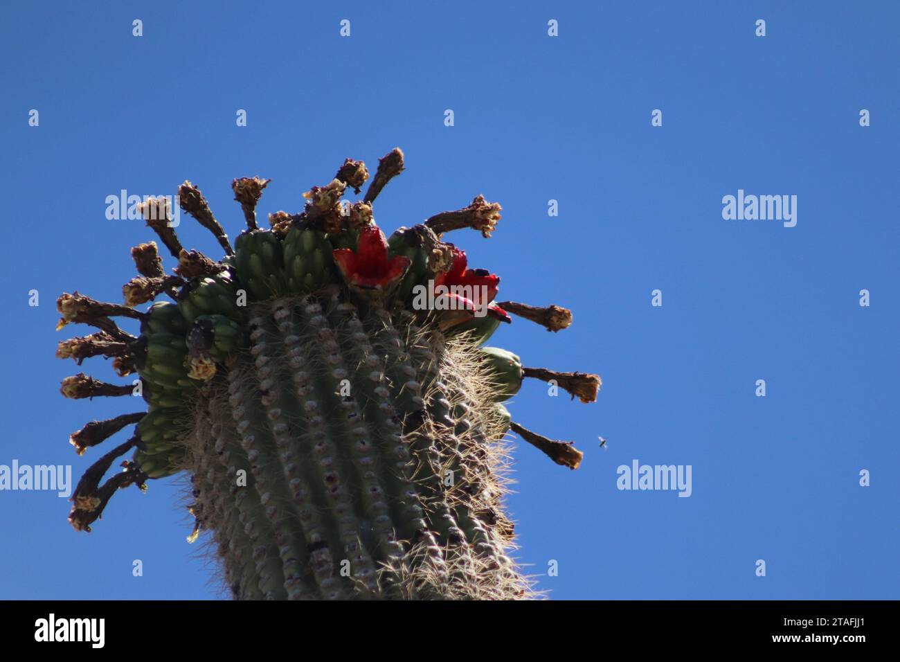 Saguaro Cactus Pink Blossom Nahaufnahme Stockfoto