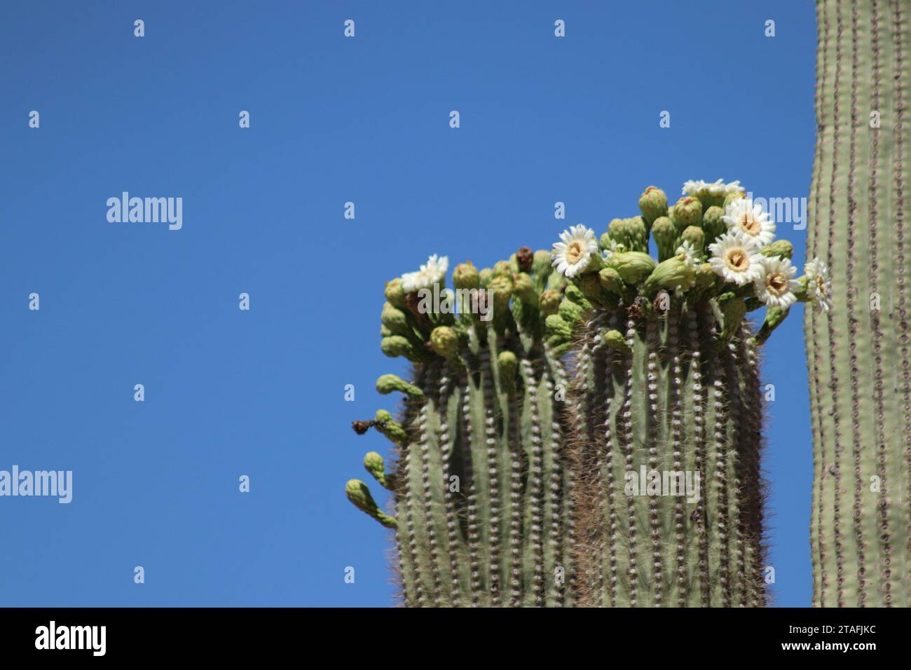 Weiß Blühende Saguaro Tops Stockfoto