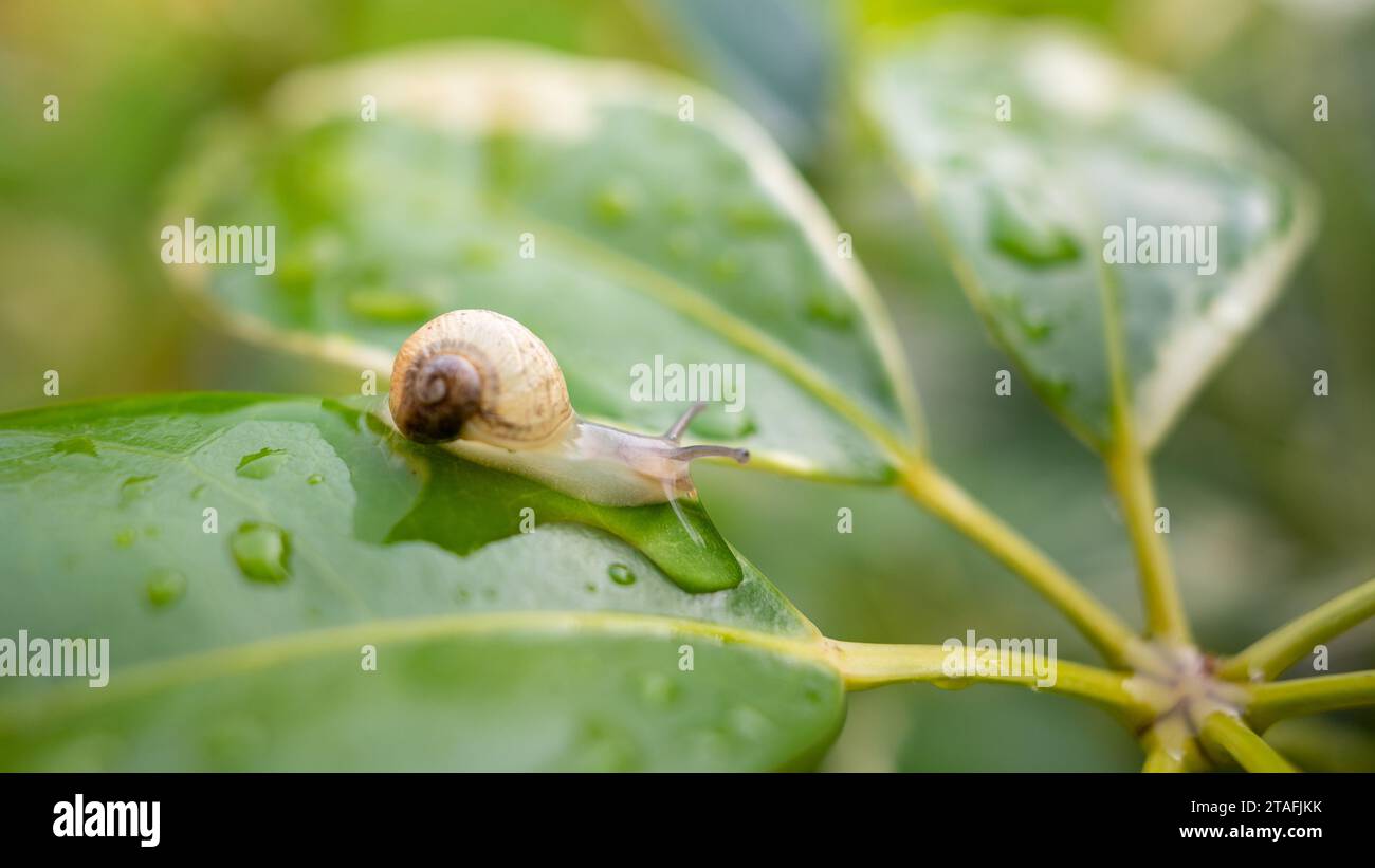 Kleine Schnecke, die auf einem nassen Blatt läuft Stockfoto