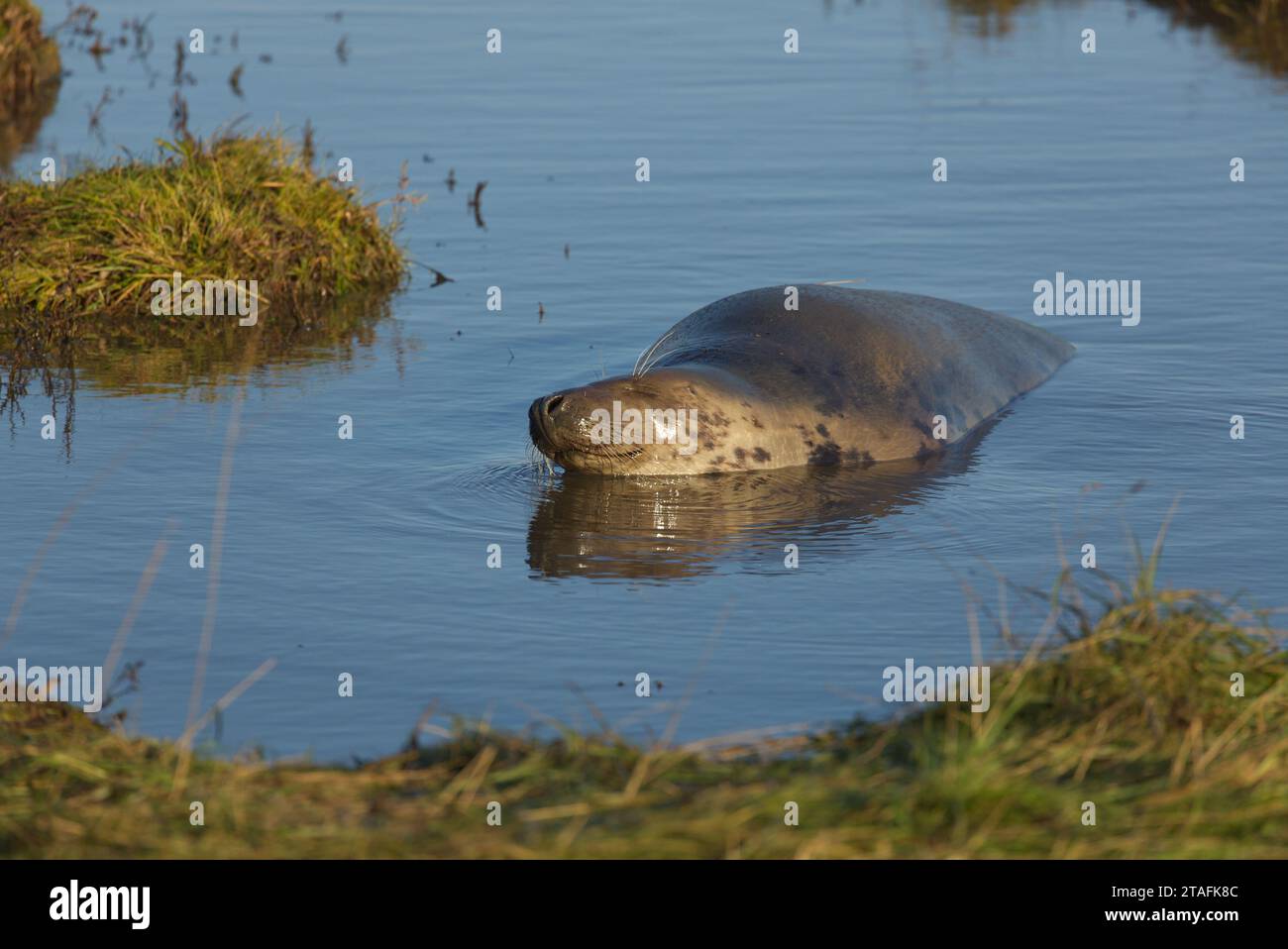 Graue Robbenkuh (weiblich), die sich im flachen Meerwasserpool entspannt Stockfoto