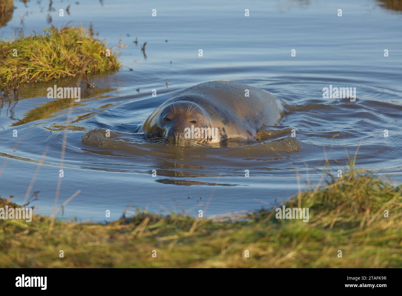 Graue Robbenkuh (weiblich), die sich im flachen Meerwasserpool entspannt Stockfoto