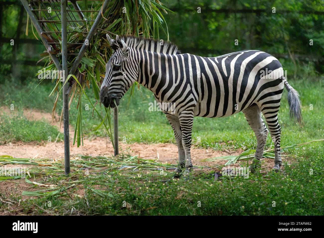 Grants Zebra (Equus quagga boehmi) Stockfoto