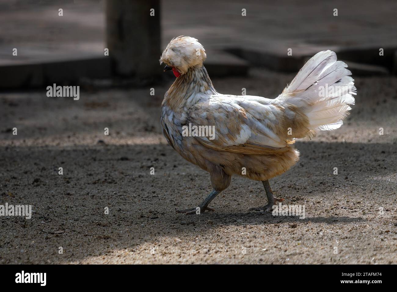 Polnisches Huhn mit wunderschönem Crest Stockfoto