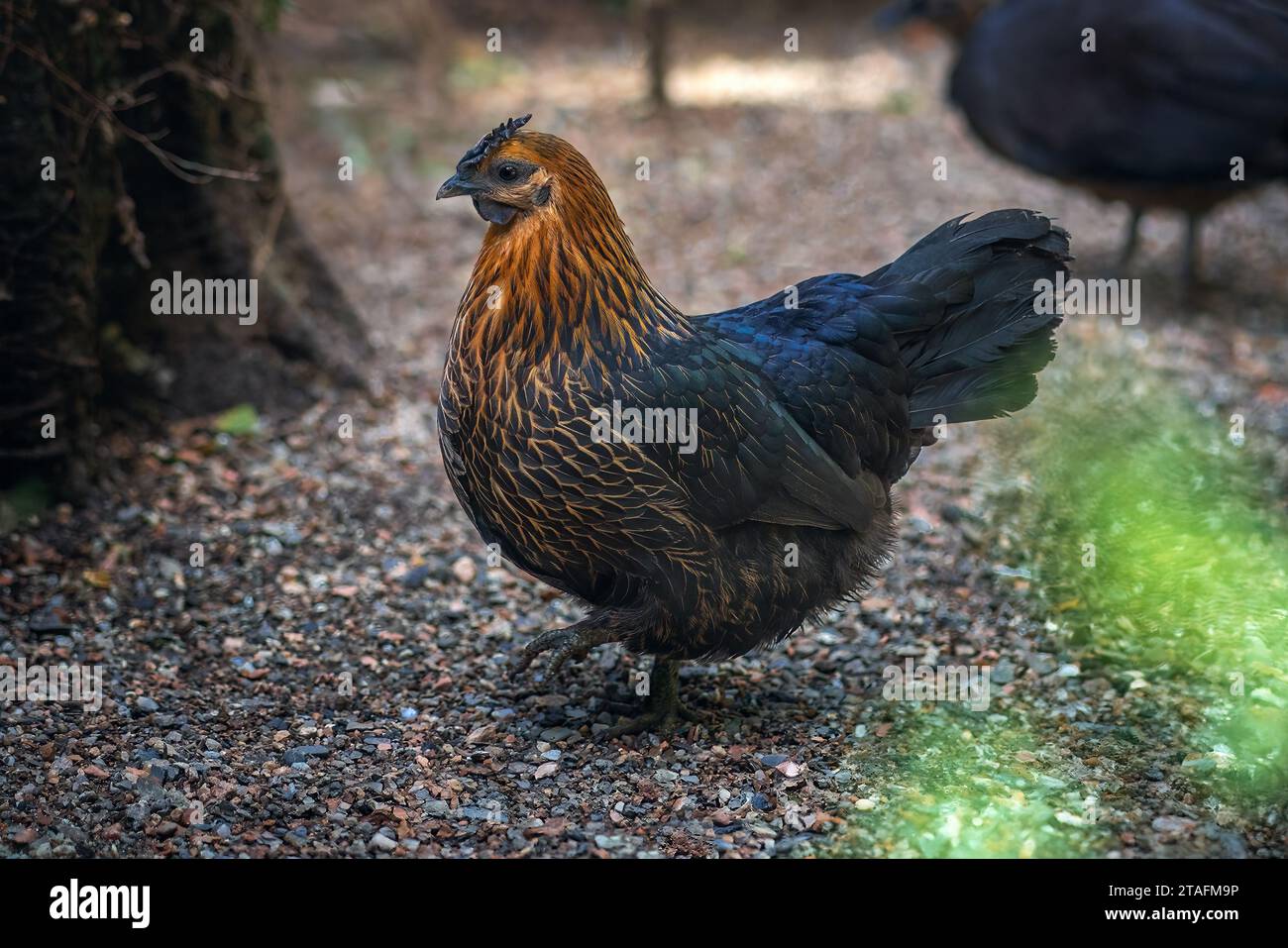 Wunderschönes schwarzes und goldenes Huhn Stockfoto