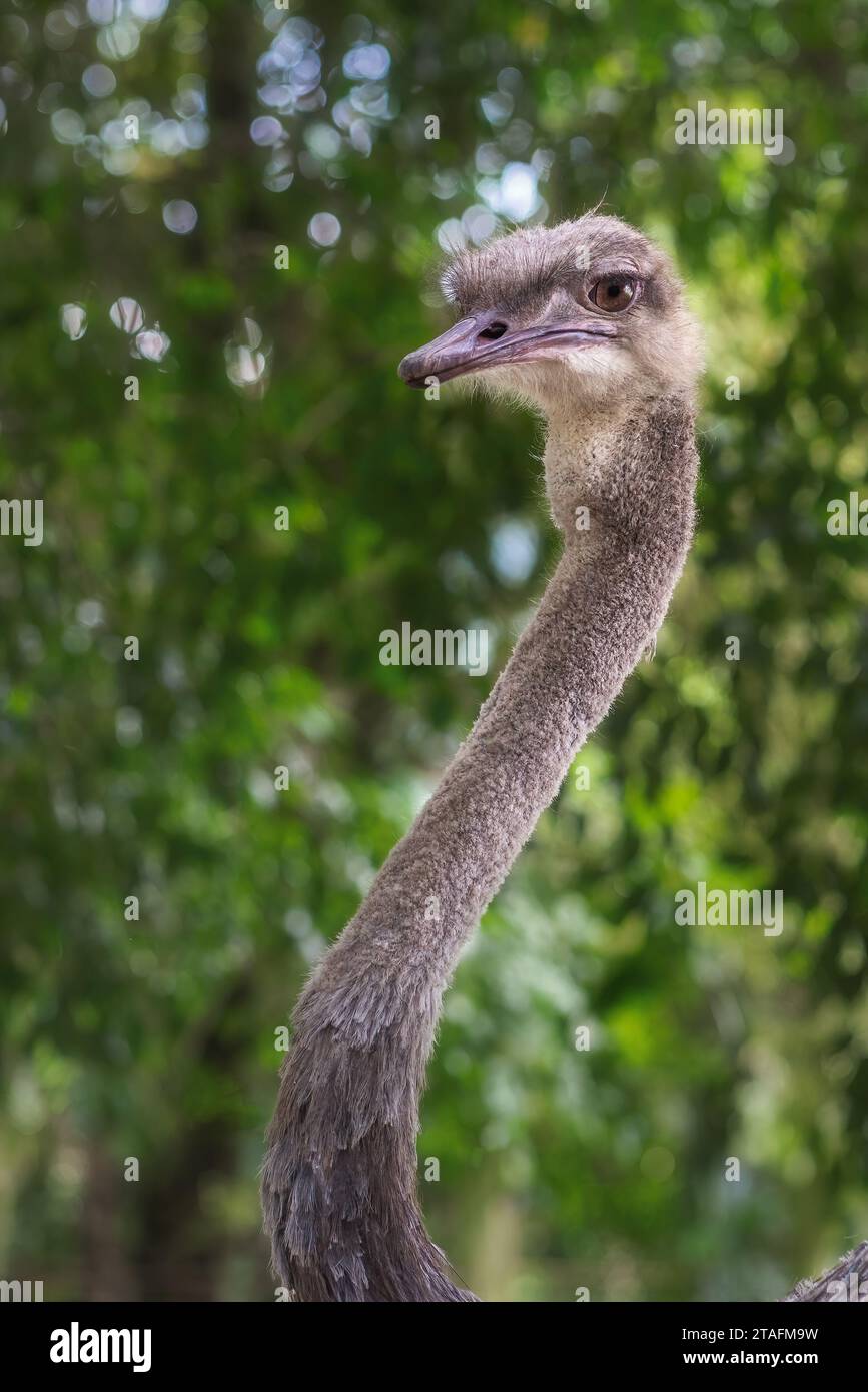 Weiblicher Straußenkopf (Struthio camelus) Stockfoto