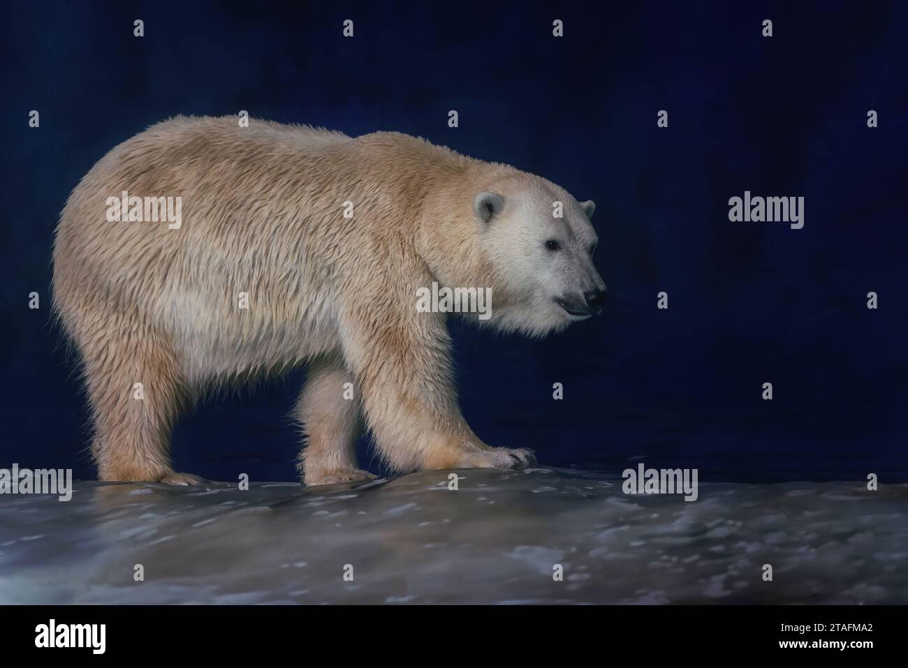 Wunderschöner Eisbär (Ursus maritimus) Stockfoto