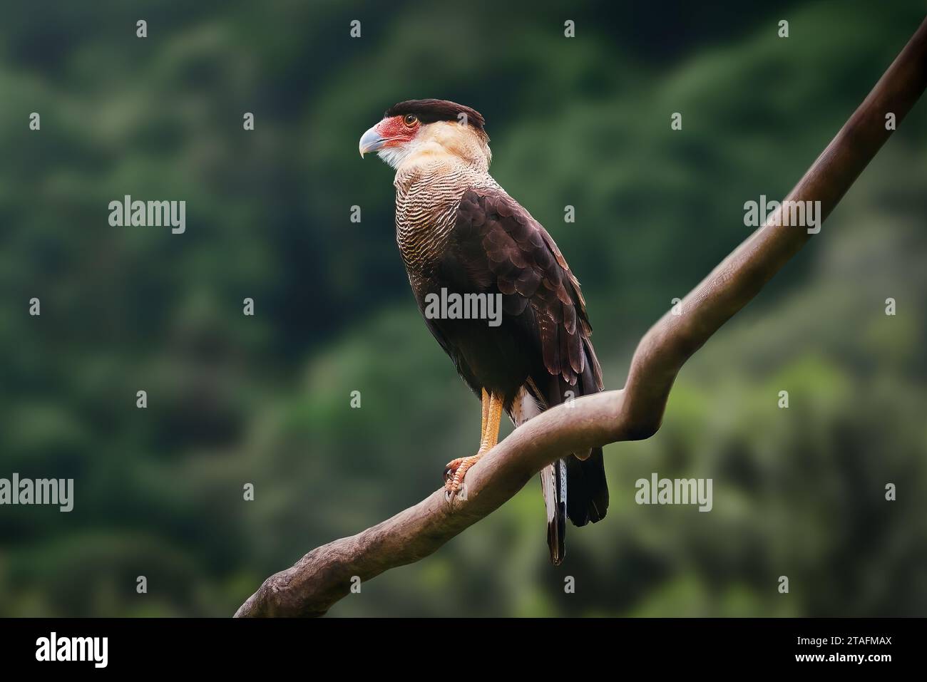 Südlichen Crested Karakara (Caracara Plancus) Stockfoto