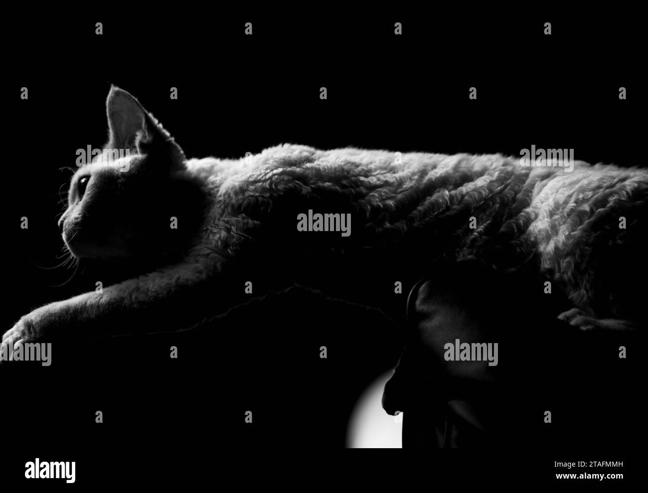 Abenteuerliche junge Katze in Aktion, monochromes Porträt von Devon Rex, verspielter Kitten in Schwarzweiß Stockfoto