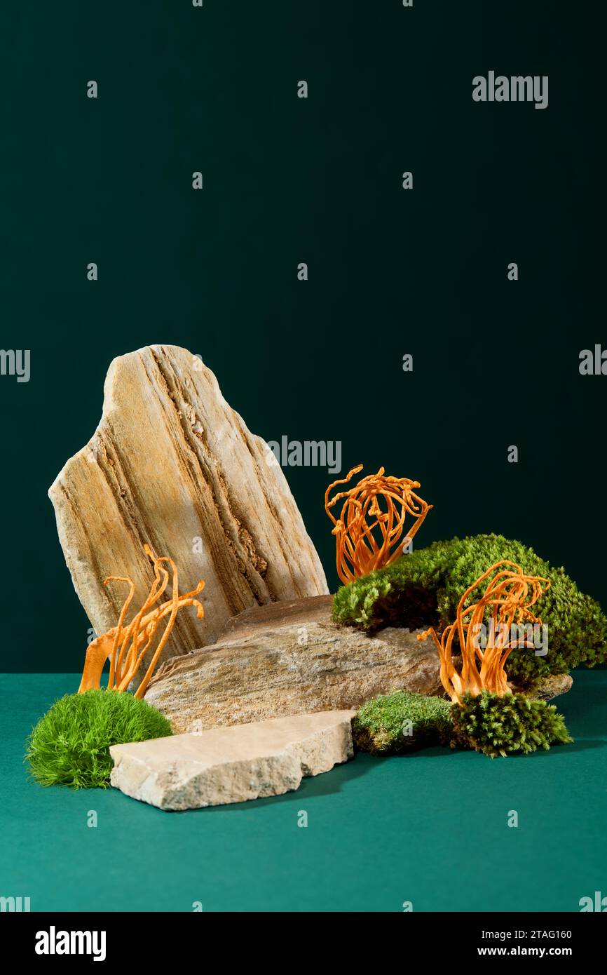 Cordyceps und grünes Moos wachsen auf Felsen auf dunkelgrünem Hintergrund. Platz für die Präsentation funktioneller Lebensmittel. Cordyceps ist ein seltenes Heilkraut, das hilft Stockfoto