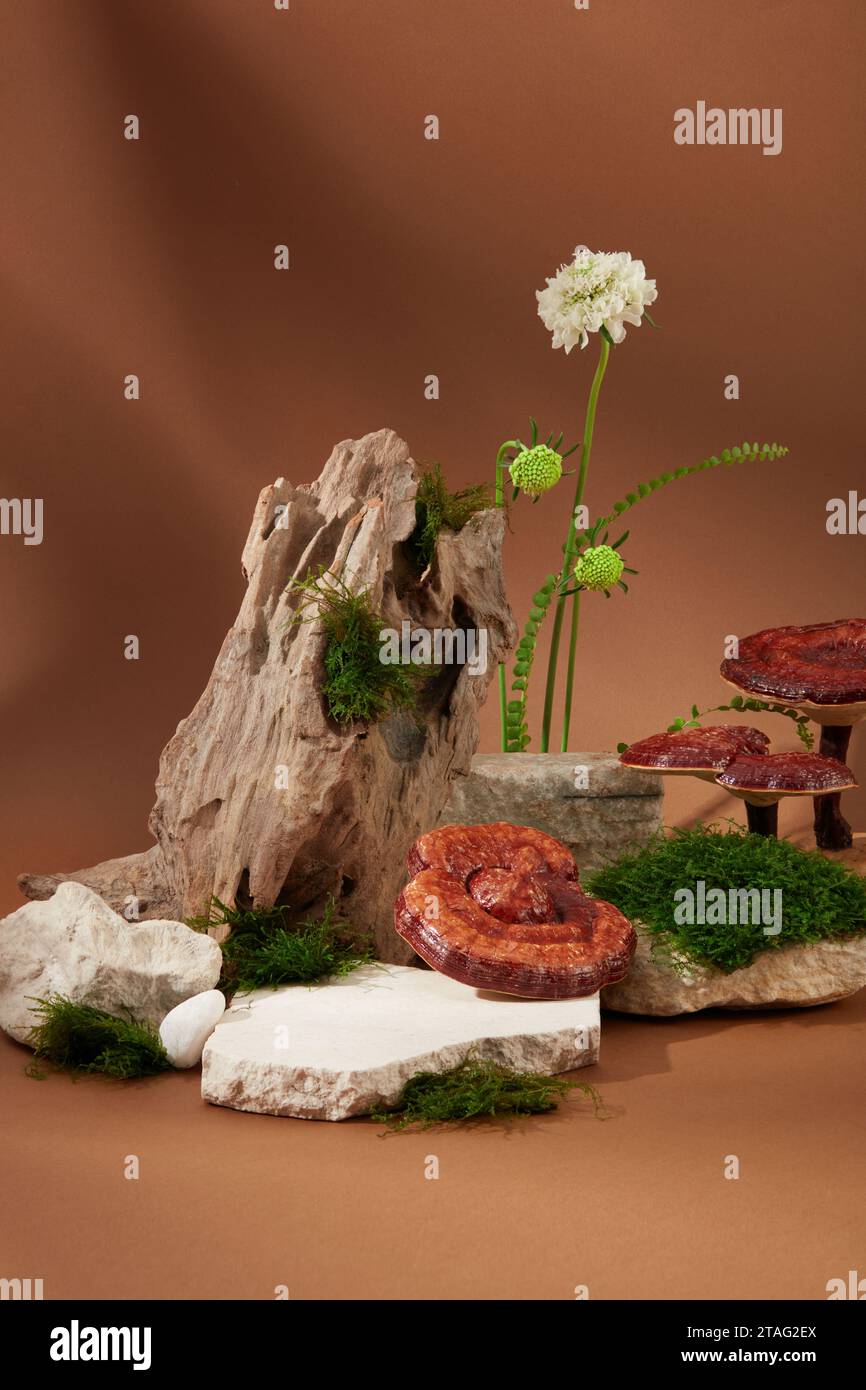 Grünes Moos, das auf Felsen wächst, Blumen und Lingzhi-Pilze werden auf braunem Hintergrund dargestellt. Ganoderma-Tee-Extrakt ist reich an Polysaccharid-Konten Stockfoto