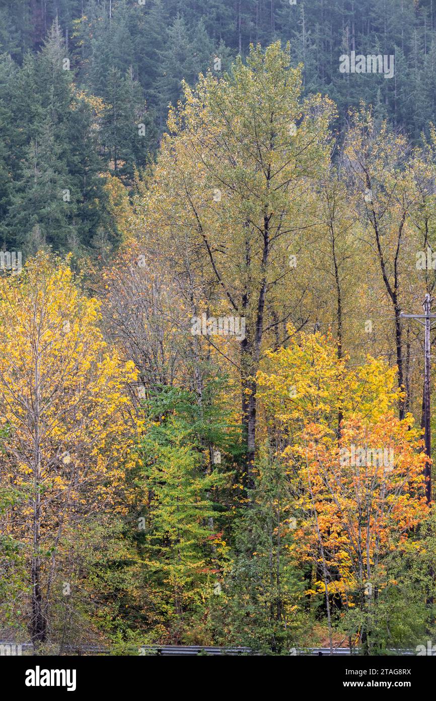 Buntes Herbstlaub an einem bewölkten Tag in Index Washington Stockfoto