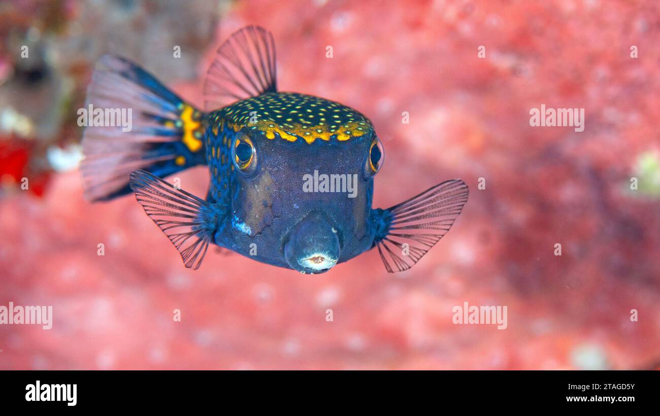 Männchen eines gefleckten Buchsfisches, der über Korallen von Bali schwimmt Stockfoto