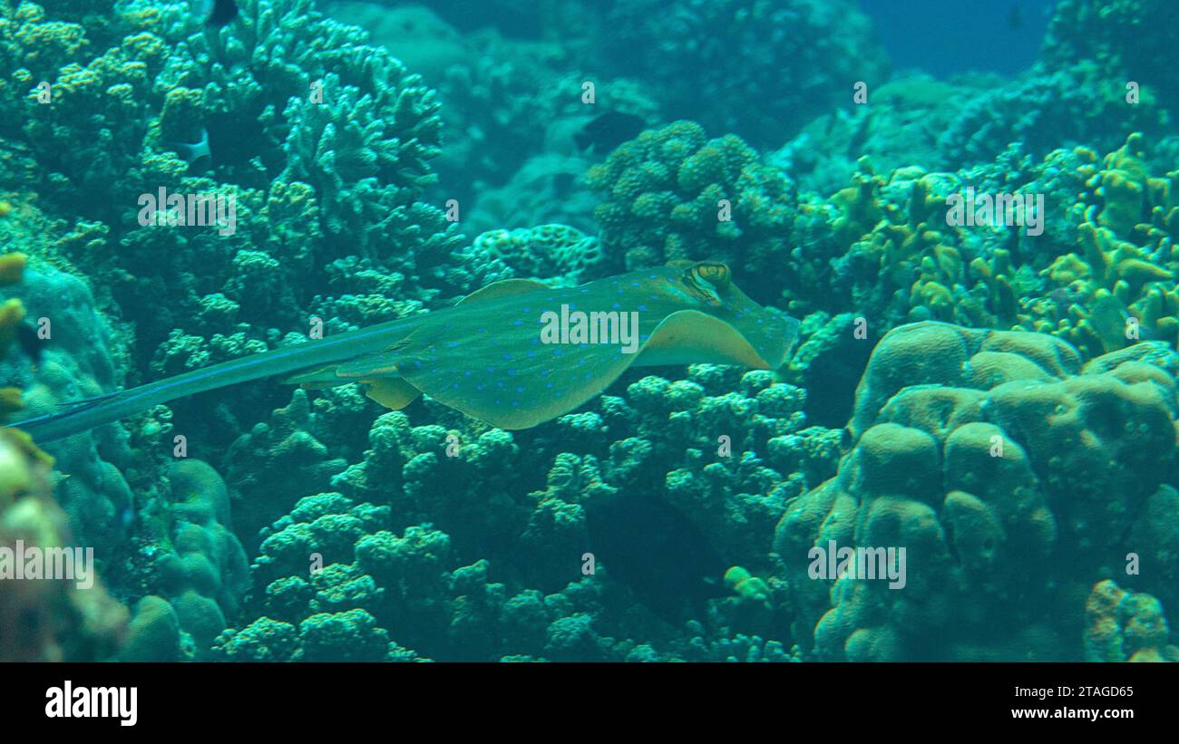 Bluespotted Ribbontail schwimmt über dem Korallenriff von Bali Stockfoto