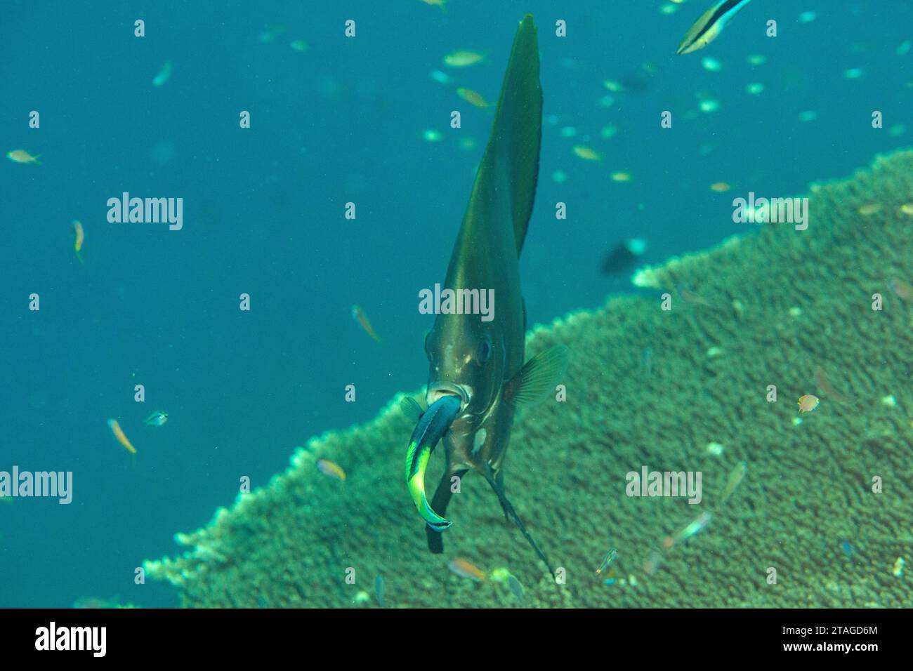 Junge Fledermausfische, die von Reinigungsfischen in der Reinigungsstation von Bali gereinigt wurden Stockfoto