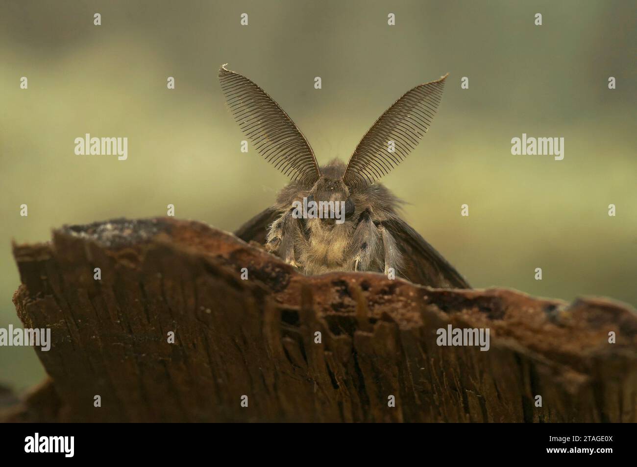 Natürliche Nahaufnahme auf einer braunen Zigeunermotte, Lymantrien mit ihrer bemerkenswerten Fledermausantenne Stockfoto